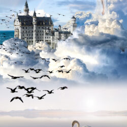 White Swan